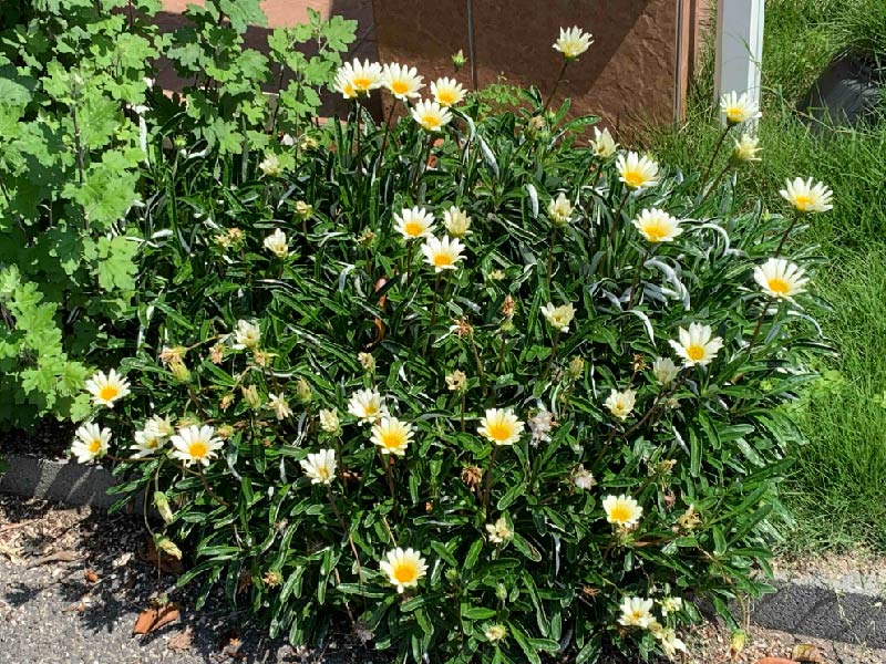 教会の庭に咲く花