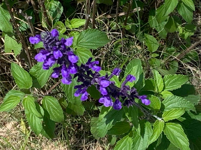 教会の庭に咲く花 
